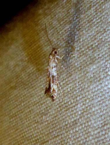 Réf. 299 846 : Epermenia sp.